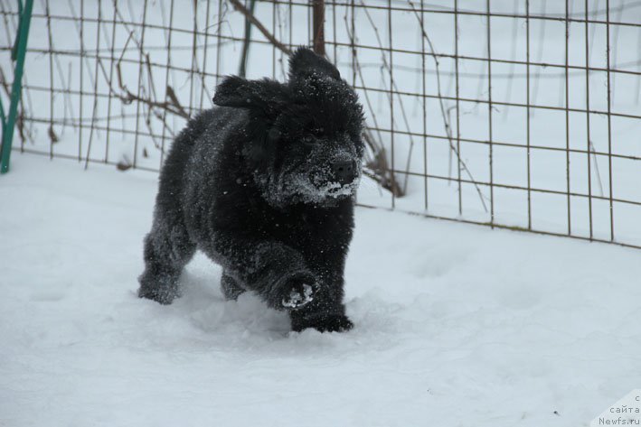 Фото: ньюфаундленд Vpered Zovuschaya s Berega Dona (Вперед Зовущая с Берега Дона)