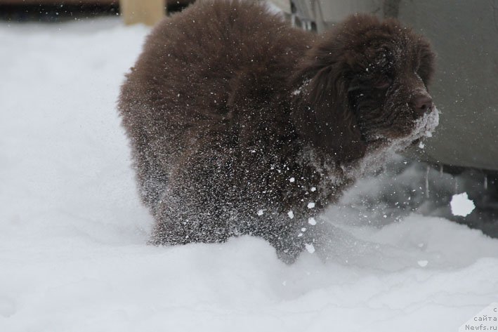 Фото: ньюфаундленд Vashe Blagorodie s Berega Dona (Ваше Благородие с Берега Дона)