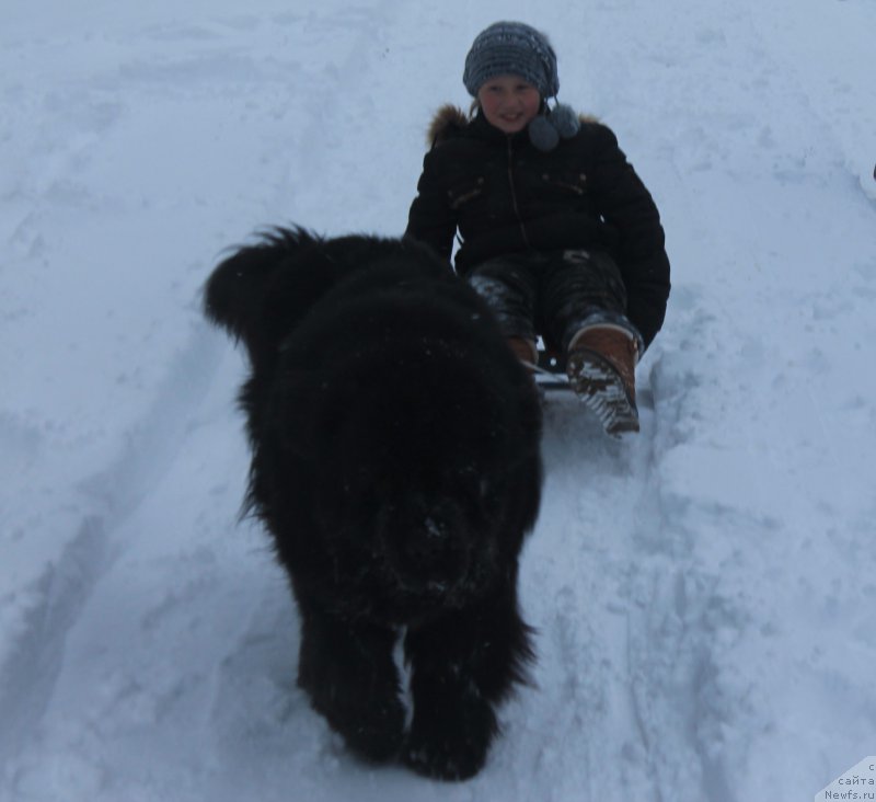 Фото: ньюфаундленд Charuyuschiy Chezario (Чарующий Чезарио)