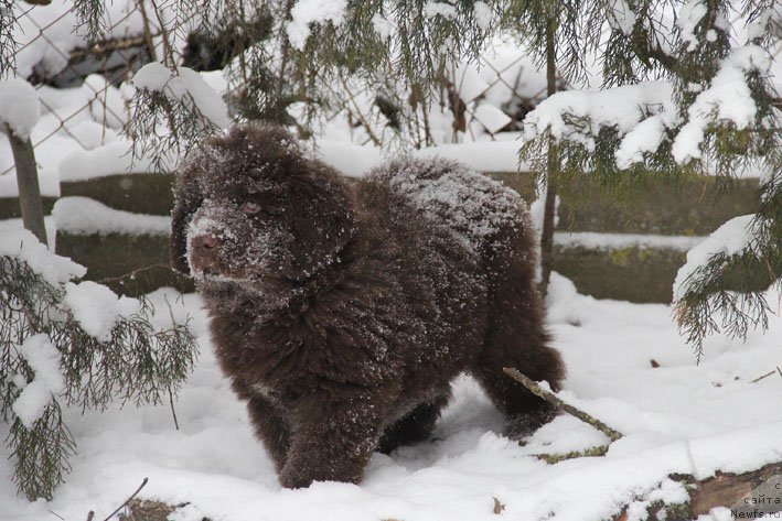 Фото: ньюфаундленд Vashe Blagorodie s Berega Dona (Ваше Благородие с Берега Дона)
