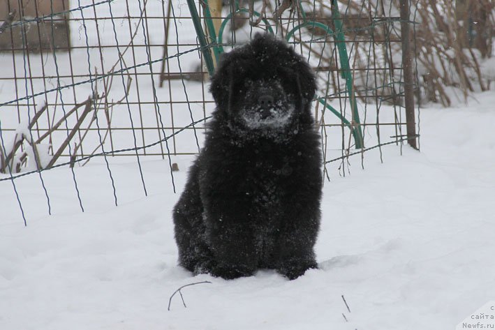 Фото: ньюфаундленд Vpered Zovuschaya s Berega Dona (Вперед Зовущая с Берега Дона)