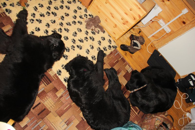 Фото: ньюфаундленд Beguschaya po Volnam Ring of Fire (Бегущая по Волнам Ринг оф Фире), ньюфаундленд Beguschaya po Volnam Harizma (Бегущая по Волнам Харизма)