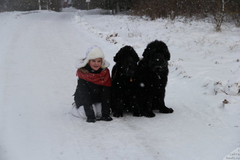 Фото: ньюфаундленд Beguschaya po Volnam Elvis (Бегущая по Волнам Елвис), ньюфаундленд Beguschaya po Volnam Hand Made (Бегущая по Волнам Ханд Маде)