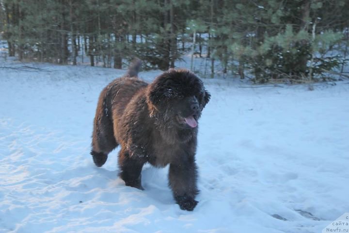 Фотография № 172137