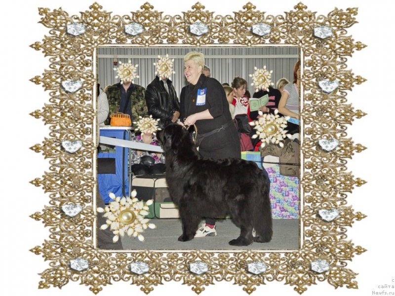 Фото: ньюфаундленд YUnona iz Zolotogo Treugol'nika (Юнона из Золотого Треугольника)