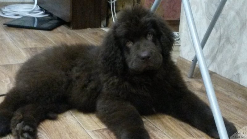 Фото: ньюфаундленд Nikol Gold Star (Николь Голд Стар)