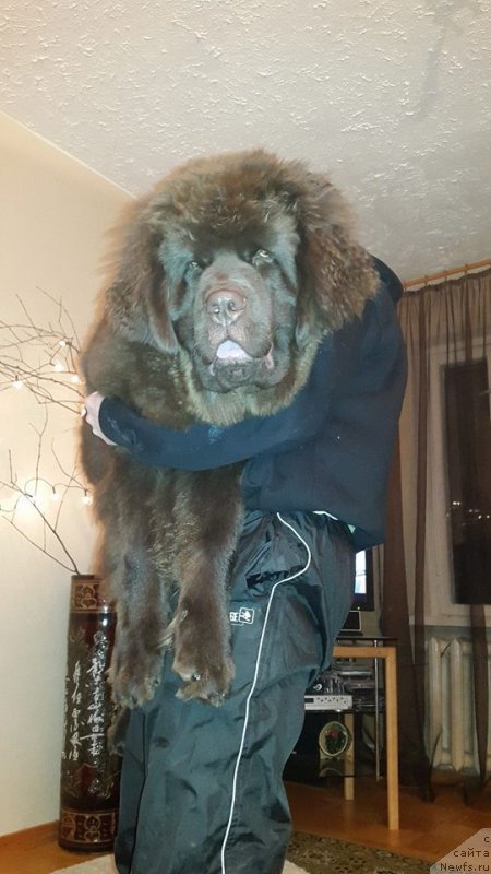 Фото: ньюфаундленд Brownblood MSK Hayes Hago (Браунблад МСК Хаиес Хаго)