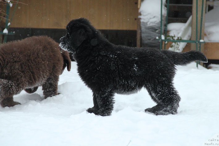 Фото: ньюфаундленд Vpered Zovuschaya s Berega Dona (Вперед Зовущая с Берега Дона)