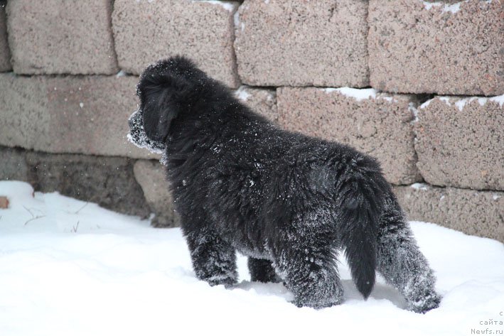 Фото: ньюфаундленд Vpered Zovuschaya s Berega Dona (Вперед Зовущая с Берега Дона)