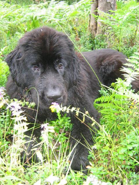 Фотография № 17219