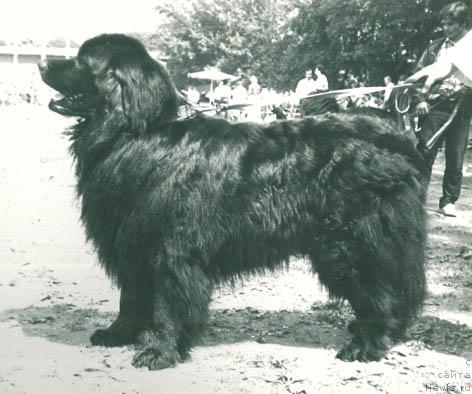 Фото: ньюфаундленд CHarodey Les Ir (Чародей Лес Ир)