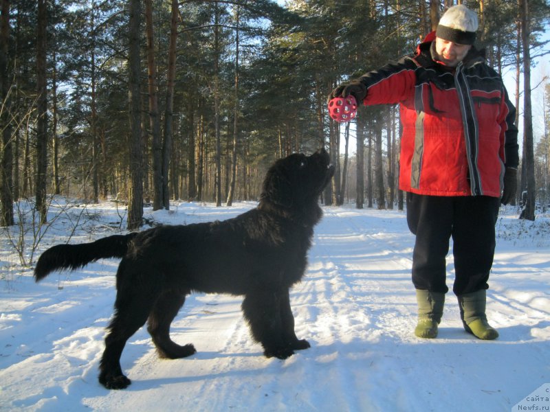Фото: ньюфаундленд Chernaya Mafia Short and Sweet (Черная Мафия Шорт анд Свеет)