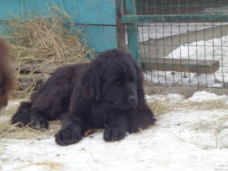 Фото: ньюфаундленд Viktorius Smayl (Викториус Смайл)