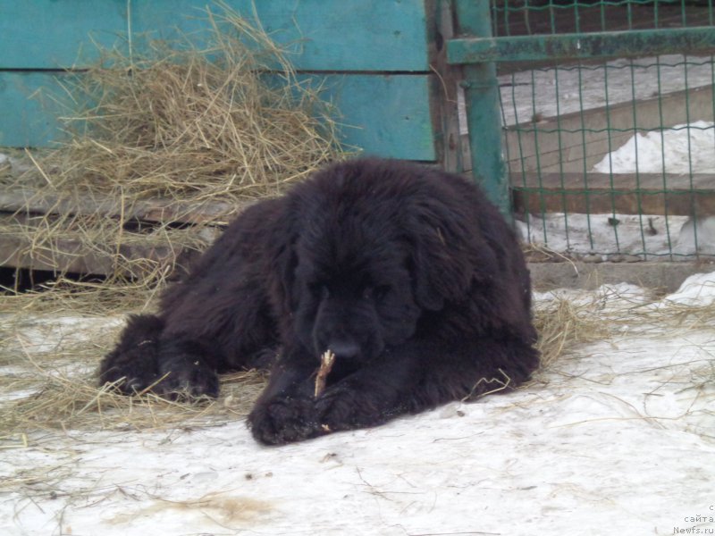 Фото: ньюфаундленд Viktorius Smayl (Викториус Смайл)
