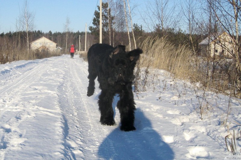 Фото: ньюфаундленд Chernaya Mafia Short and Sweet (Черная Мафия Шорт анд Свеет)