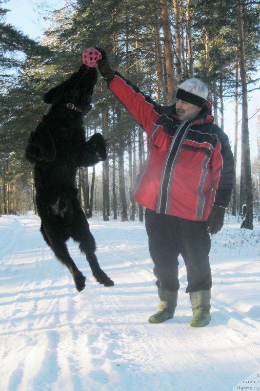 Фото: ньюфаундленд Chernaya Mafia Short and Sweet (Черная Мафия Шорт анд Свеет)
