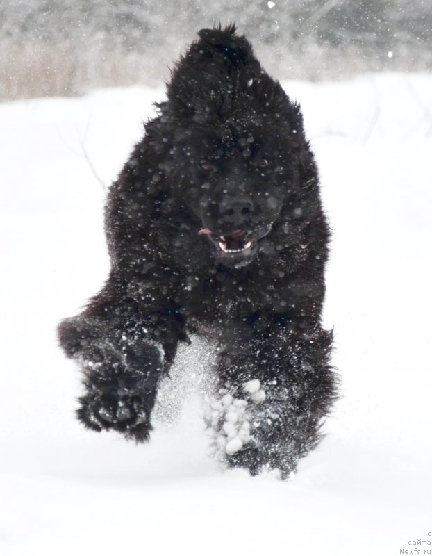 Фото: ньюфаундленд Chernaya Mafia Shot in the Dark (Черная Мафия Шот ин тхе Дарк)