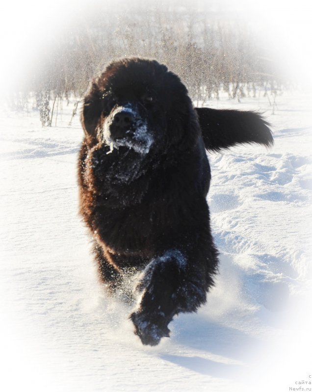 Фото: ньюфаундленд Chernaya Mafia Shot in the Dark (Черная Мафия Шот ин тхе Дарк)