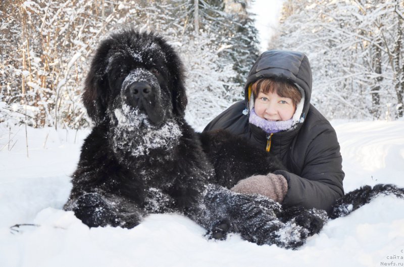 Фото: ньюфаундленд Chernaya Mafia Shot in the Dark (Черная Мафия Шот ин тхе Дарк)