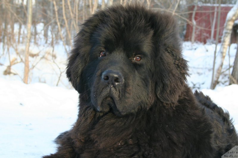 Фото: ньюфаундленд Chernaya Mafia Shengen Visa (Черная Мафия Шенген Виза)