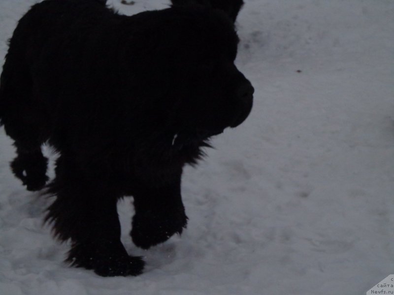 Фото: ньюфаундленд Super Premium Nemessis (Супер Премиум Немессис)