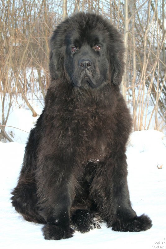 Фото: ньюфаундленд Chernaya Mafia Shengen Visa (Черная Мафия Шенген Виза)