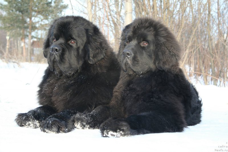 Фото: ньюфаундленд Chernaya Mafia Must Have (Черная Мафия Муст Хаве), ньюфаундленд Chernaya Mafia Shengen Visa (Черная Мафия Шенген Виза)