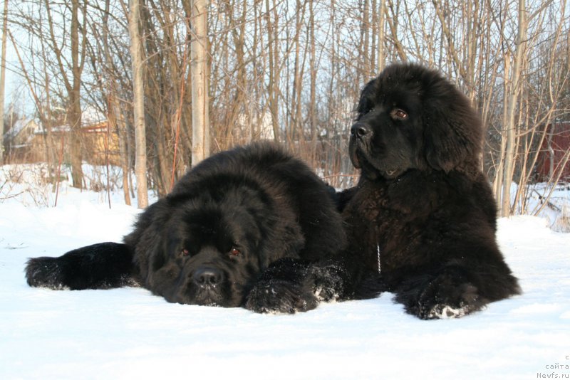 Фото: ньюфаундленд Chernaya Mafia Must Have (Черная Мафия Муст Хаве), ньюфаундленд Chernaya Mafia Shengen Visa (Черная Мафия Шенген Виза)