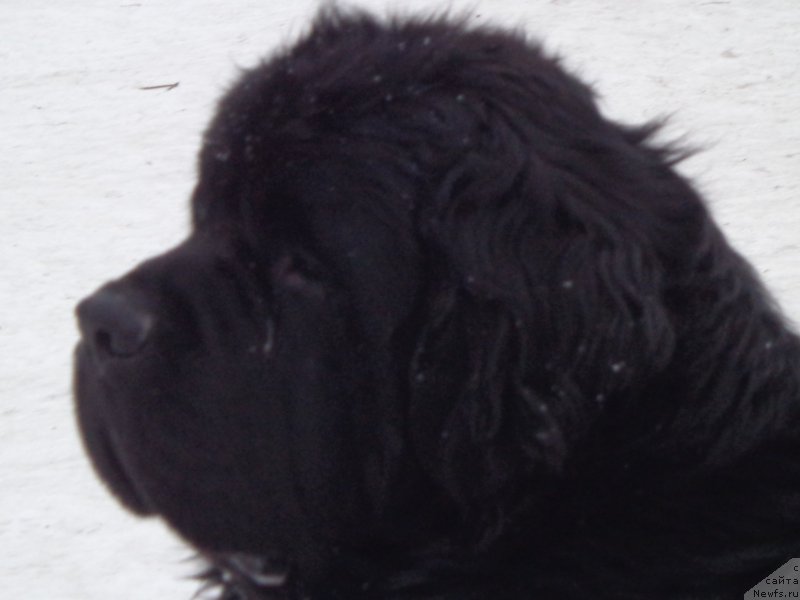 Фото: ньюфаундленд Super Premium Liniel Daylirring (Супер Премиум Линиэль Дайлиррин)