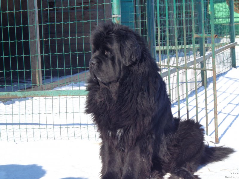 Фото: ньюфаундленд Super Premium Mikado (Супер Премиум Микадо)