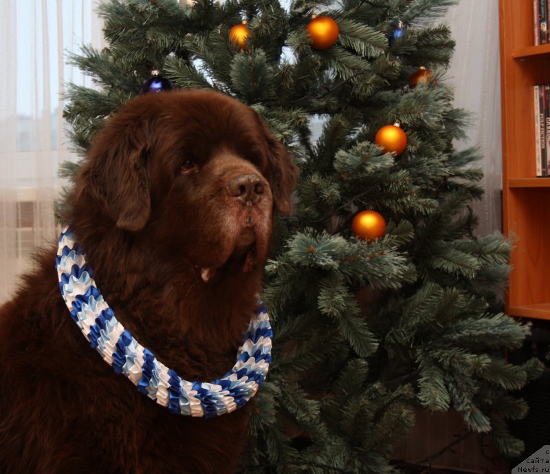 Фото: ньюфаундленд Ais Cream Ambassador