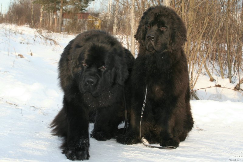 Фото: ньюфаундленд Chernaya Mafia Must Have (Черная Мафия Муст Хаве), ньюфаундленд Chernaya Mafia Shengen Visa (Черная Мафия Шенген Виза)