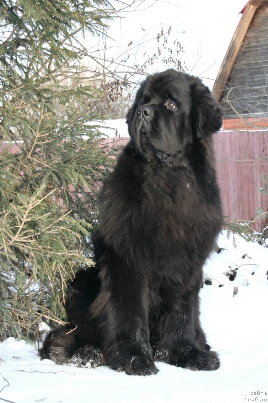Фото: ньюфаундленд Chernaya Mafia Must Have (Черная Мафия Муст Хаве)