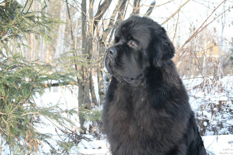 Фото: ньюфаундленд Chernaya Mafia Must Have (Черная Мафия Муст Хаве)