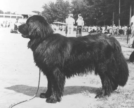 Фото: ньюфаундленд CHitti Les Ir (Читти Лес Ир)