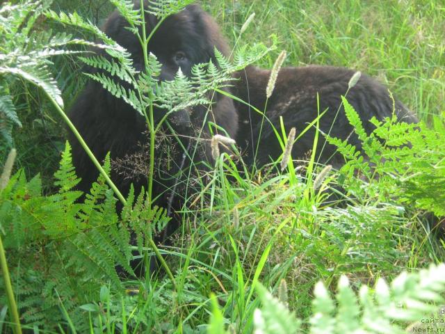 Фотография № 17230