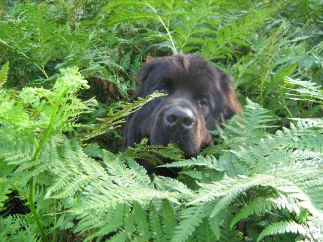 Фотография № 17231