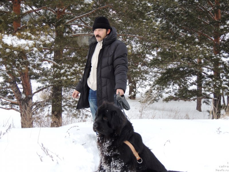 Фото: ньюфаундленд Bi Perfekt Arabella (Би Перфект Арабелла), владелец Дмитрий Шуваев