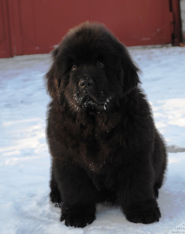 Фото: ньюфаундленд Moya Stihiya Ifeyon Froil Mill (Моя Стихия Ифейон Фроил Милл)