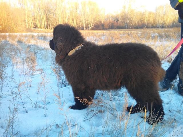 Фото: ньюфаундленд Malinoviy Tsvetok Mayolika (Малиновый Цветок Майолика)
