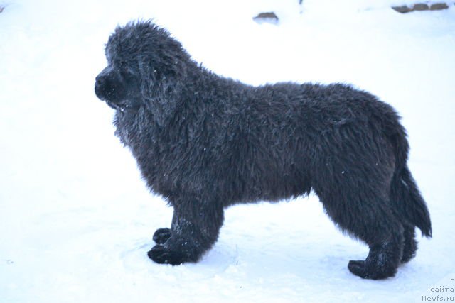 Фотография № 172339