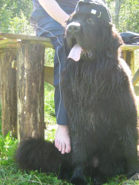 Фотография № 17234