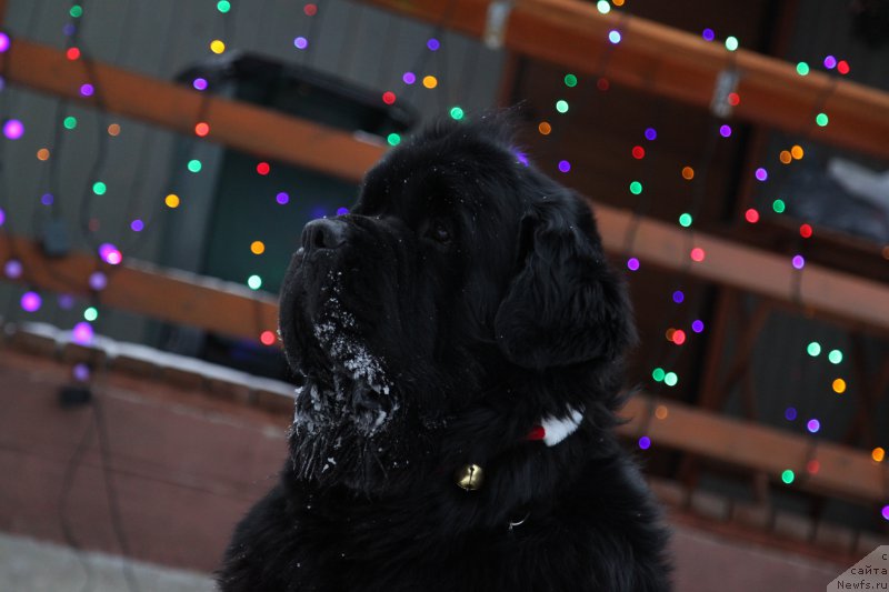 Фотография № 172345