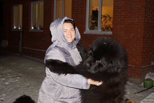 Фото: ньюфаундленд YEl'brus iz Antagrada (Эльбрус из Антаграда), ньюфаундленд YEl'brus iz Antagrada (Эльбрус из Антаграда), Elizaveta Pavlova (Елизавета Павлова)