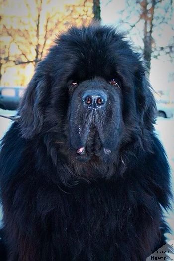 Фото: ньюфаундленд Smigar Nansen Neustrashimy (Смигар Нансен Неустрашимый)