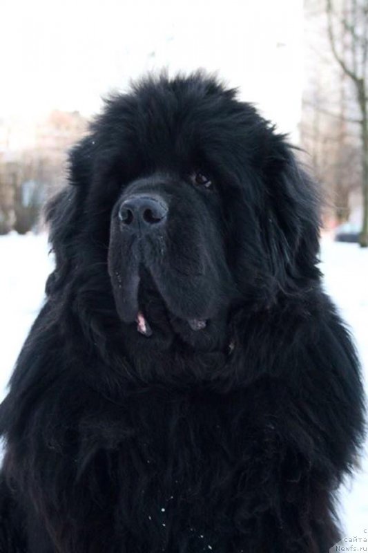 Фото: ньюфаундленд Smigar Nansen Neustrashimy (Смигар Нансен Неустрашимый)