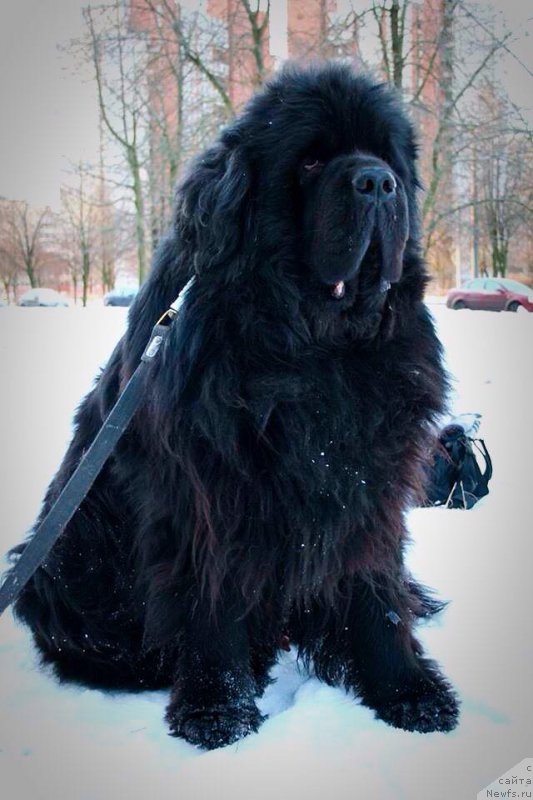 Фото: ньюфаундленд Smigar Nansen Neustrashimy (Смигар Нансен Неустрашимый)