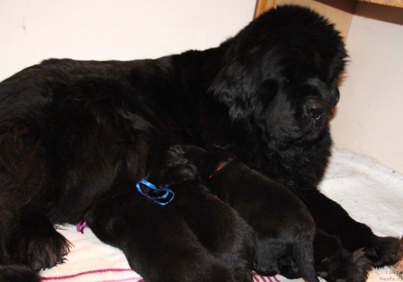 Фото: ньюфаундленд Beguschaya po Volnam Hasta la Vista (Бегущая по Волнам Хаста ла Виста)