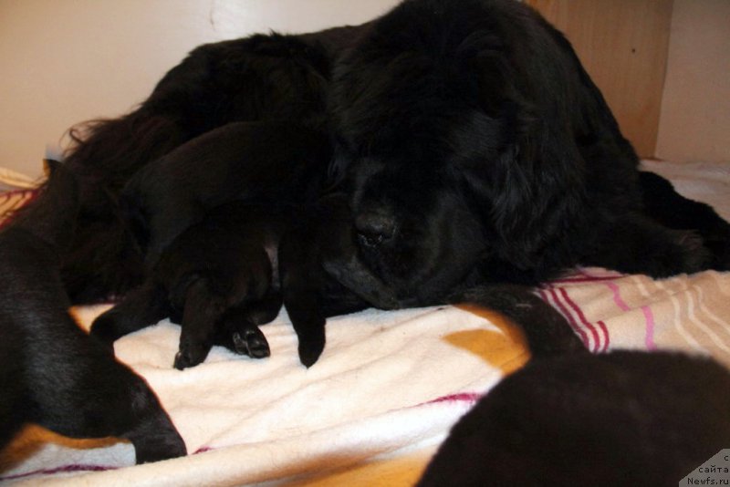 Фото: ньюфаундленд Beguschaya po Volnam Hasta la Vista (Бегущая по Волнам Хаста ла Виста)