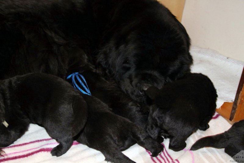 Фото: ньюфаундленд Beguschaya po Volnam Hasta la Vista (Бегущая по Волнам Хаста ла Виста)